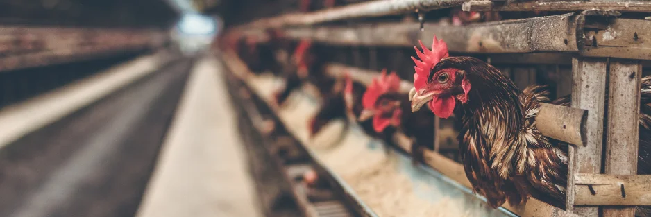 pemanas kandang ayam