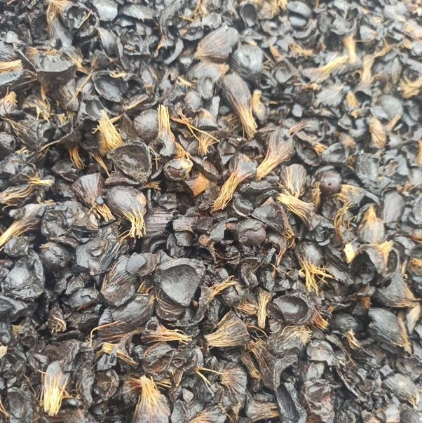 bahan bakar kelapa sawit